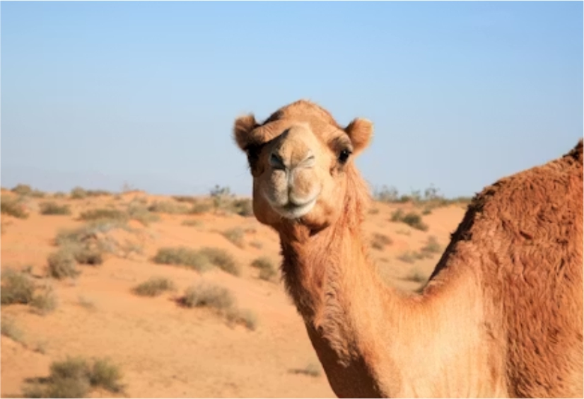Agricultural farmland